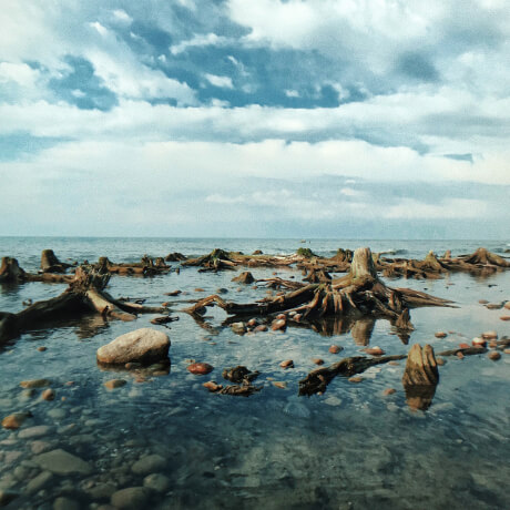 Вода и корни деревьев